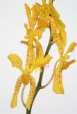 35-dendra-original