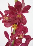 36-dendra-original